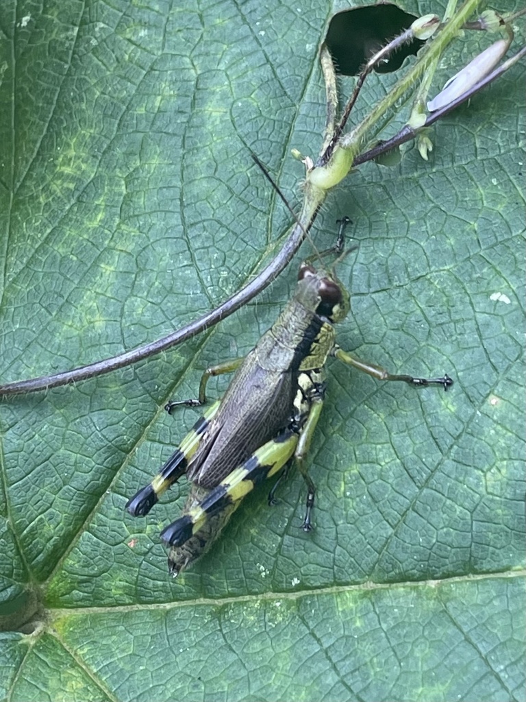 Emeiacris maculata