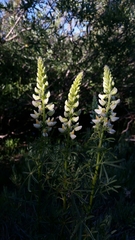 Lupinus arbustus