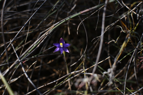 Image of Thelymitra uliginosa by (c) Em Lamond, some rights reserved (CC BY)