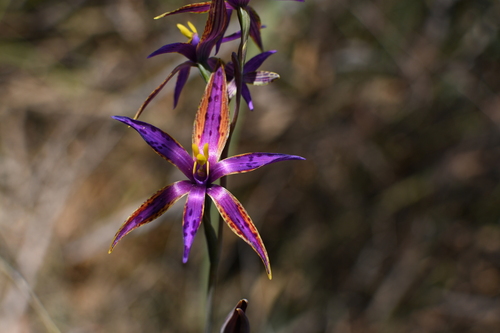 Image of Thelymitra porphyrosticta by (c) Em Lamond, some rights reserved (CC BY)