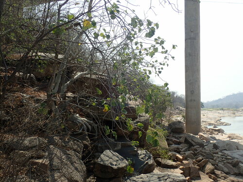 Image of Ficus abutilifolia by (c) Mahomed Desai, some rights reserved (CC BY)