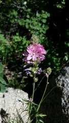 Sidalcea oregana spicata