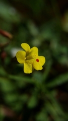 Erythranthe laciniata