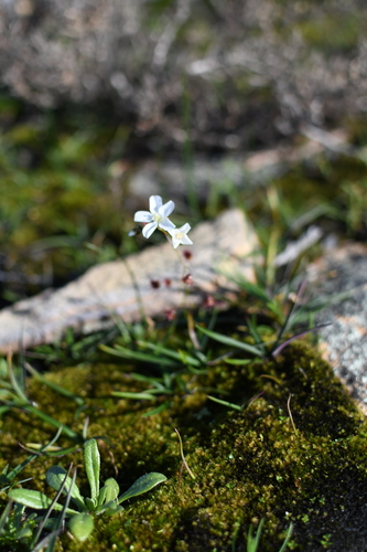 Drosera huegelii