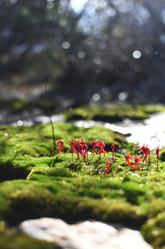 Image of Utricularia menziesii by (c) Em Lamond, some rights reserved (CC BY)