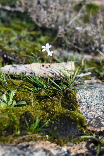 Drosera huegelii