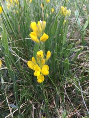 Genista sagittalis