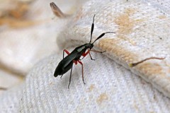 Teleorhinus cyaneus
