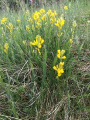 Genista sagittalis