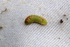 Callophrys augustinus iroides