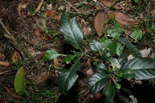 Image of Rhodomyrtus psidioides by (c) Greg Tasney, some rights reserved (CC BY-SA)