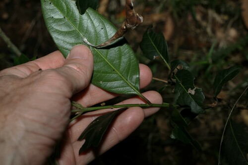 Image of Rhodomyrtus psidioides by (c) Greg Tasney, some rights reserved (CC BY-SA)