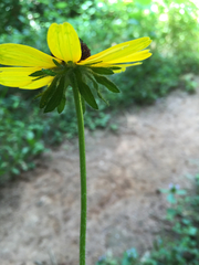Rudbeckia hirta pulcherrima