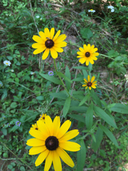 Rudbeckia hirta pulcherrima