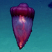 Enypniastes eximia - Photo (c) NOAA Ocean Exploration & Research, alguns direitos reservados (CC BY-SA)
