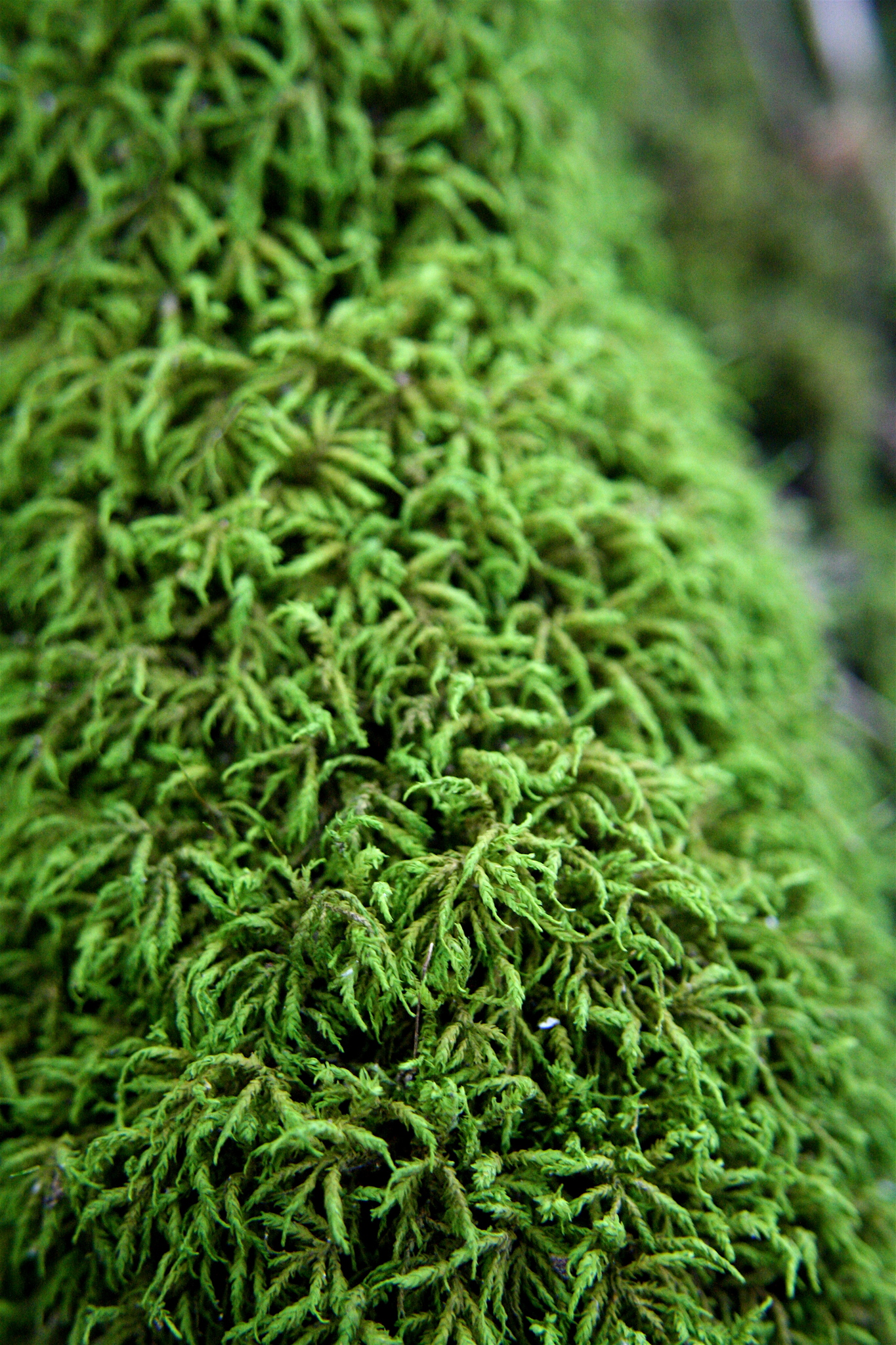 Entodontaceae