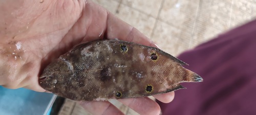 Eyed sole (Microchirus ocellatus) — Soleidae — 3