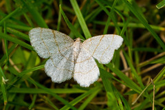 Trigrammia quadrinotaria