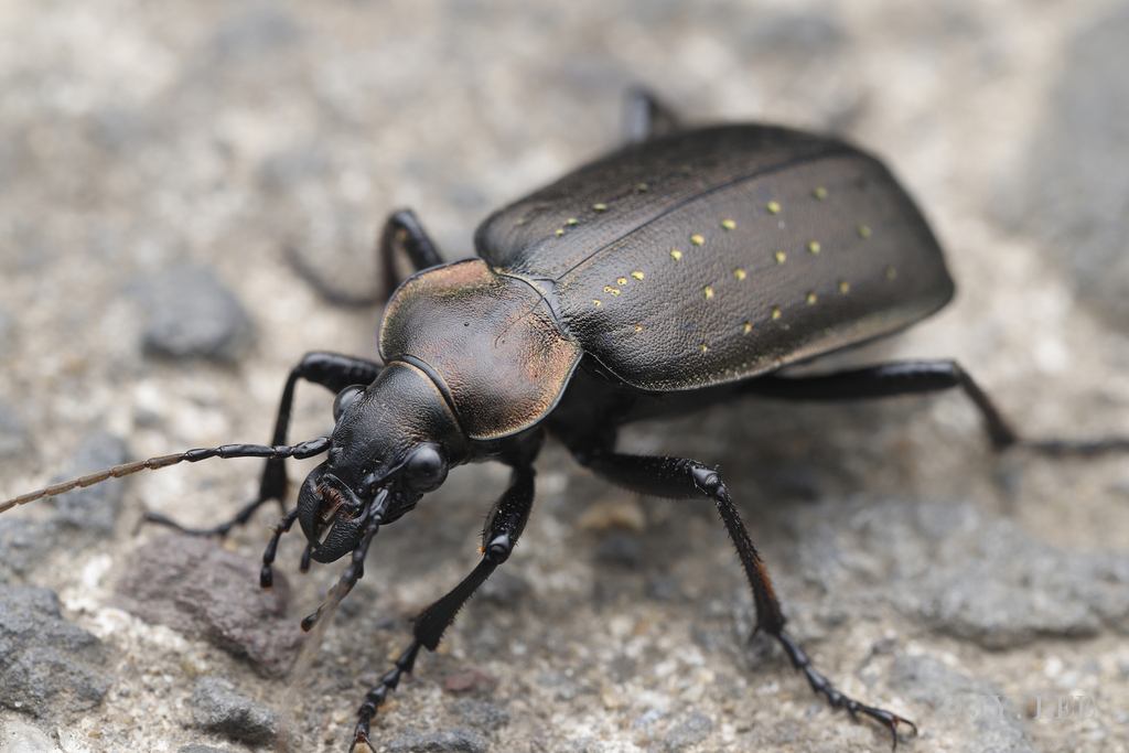 Calosoma chinense