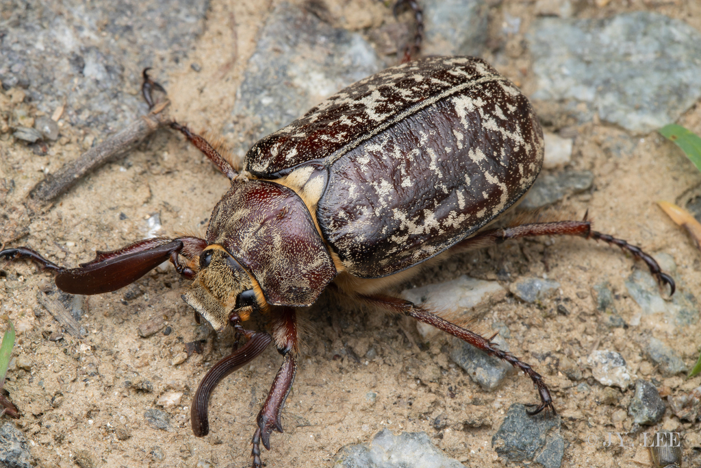 Polyphylla laticollis