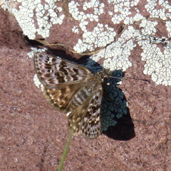 Erynnis martialis
