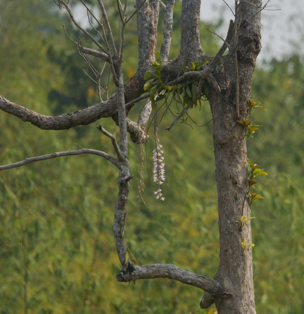 Dendrobium aphyllum