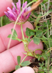 Trifolium wormskioldii