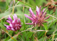 Trifolium wormskioldii