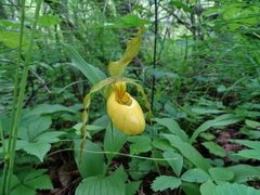 Cypripedium parviflorum