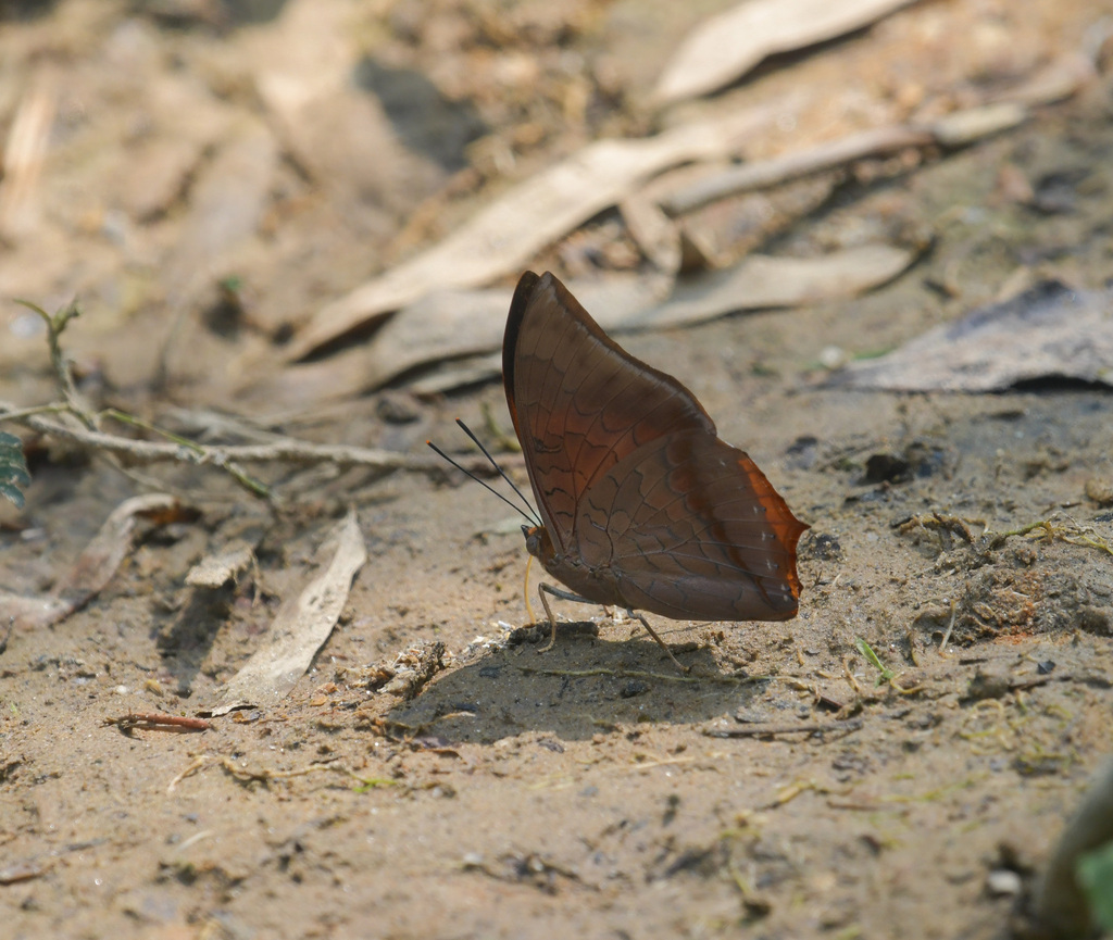 Scarce Tawny Rajah