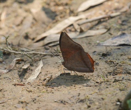 Scarce Tawny Rajah