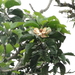 Magnolia hernandezii - Photo (c) Sebas Arango, μερικά δικαιώματα διατηρούνται (CC BY-NC), uploaded by Sebas Arango