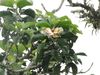 Magnolia hernandezii - Photo (c) Sebas Arango, some rights reserved (CC BY-NC), uploaded by Sebas Arango
