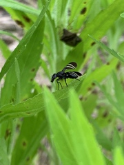 Tritoxa flexa