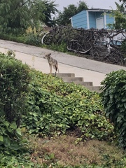 Canis latrans