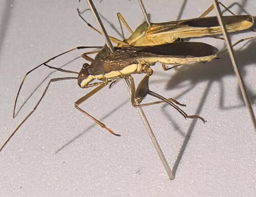 Riptortus linearis
