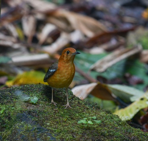 Orange-headed Thrush (Geokichla citrina), photo 9