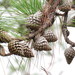 Pinus oocarpa - Photo (c) Oliver Komar,  זכויות יוצרים חלקיות (CC BY-NC), הועלה על ידי Oliver Komar