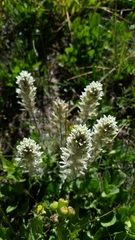Castilleja pilosa