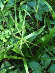 Stenanthium gramineum