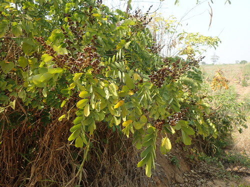 Large-leaved climbing dalbergia (Dalbergia lactea)
