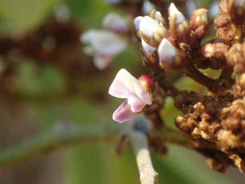 Image of Dalbergia lactea by (c) Mahomed Desai, some rights reserved (CC BY)