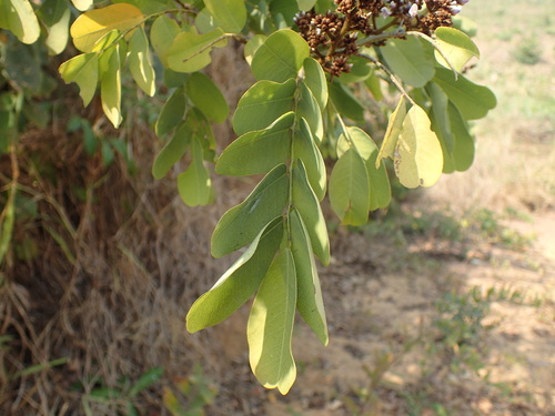 Image of Dalbergia lactea by (c) Mahomed Desai, some rights reserved (CC BY)