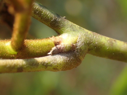 Image of Dalbergia lactea by (c) Mahomed Desai, some rights reserved (CC BY)