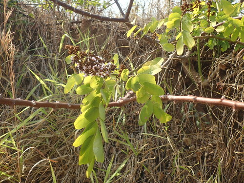 Image of Large-Leaved Climbing Dalbergia (Dalbergia lactea) by (c) Mahomed Desai, some rights reserved (CC BY)