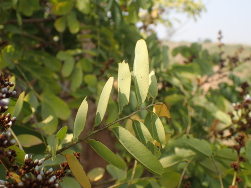 Image of Dalbergia lactea by (c) Mahomed Desai, some rights reserved (CC BY)