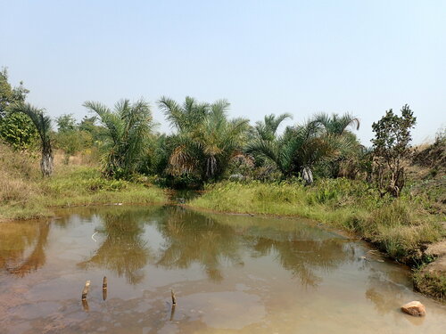 Raphia farinifera