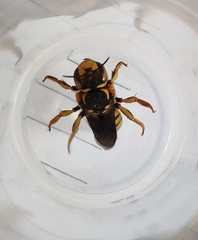 Anthidium florentinum