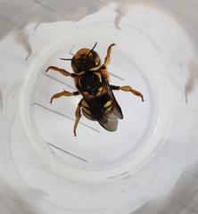 Anthidium florentinum