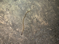 Bipalium pennsylvanicum